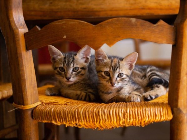 柚子猫与柚子社品牌对比示意图，清晰区分两个不同领域的品牌定位与内容方向
