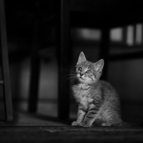 柚子猫主编林见舟坐在会议桌前，手里拿着笔在白板上圈出一处条目结构，神情专注