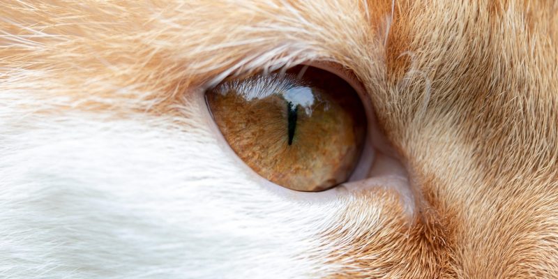 柚子猫品牌主视觉，钴蓝色调背景上展示核心角色形象与品牌标识，整体风格克制精致