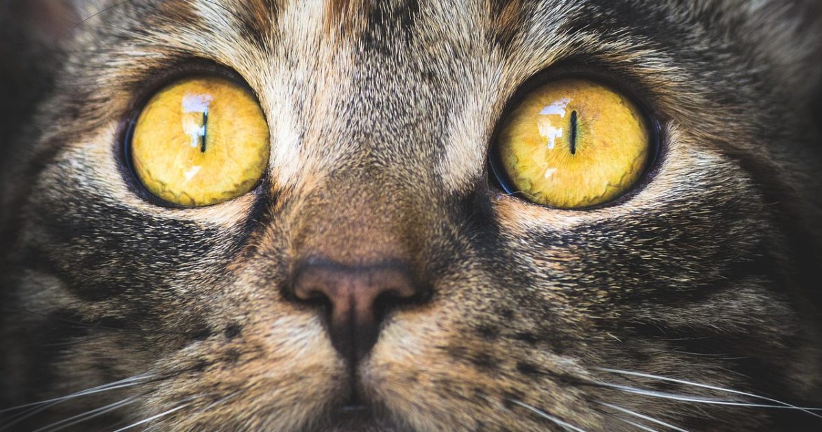 柚子猫编辑部傍晚的工作台，暖黄台灯照着摊开的资料与便签，窗外城市灯火刚刚亮起