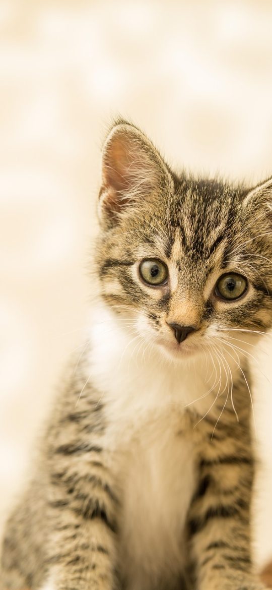 柚子猫 App 收藏夹截图：卡片式列表带浅色边框，每张卡片右下角标注收藏日期，顶部有搜索输入框