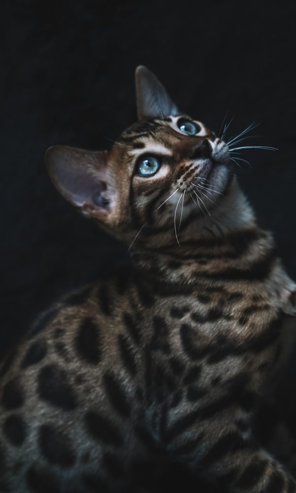 柚子猫 App 笔记界面：深夜模式下深蓝背景，一段手写体摘录下方接着两行批注，光标停在末尾