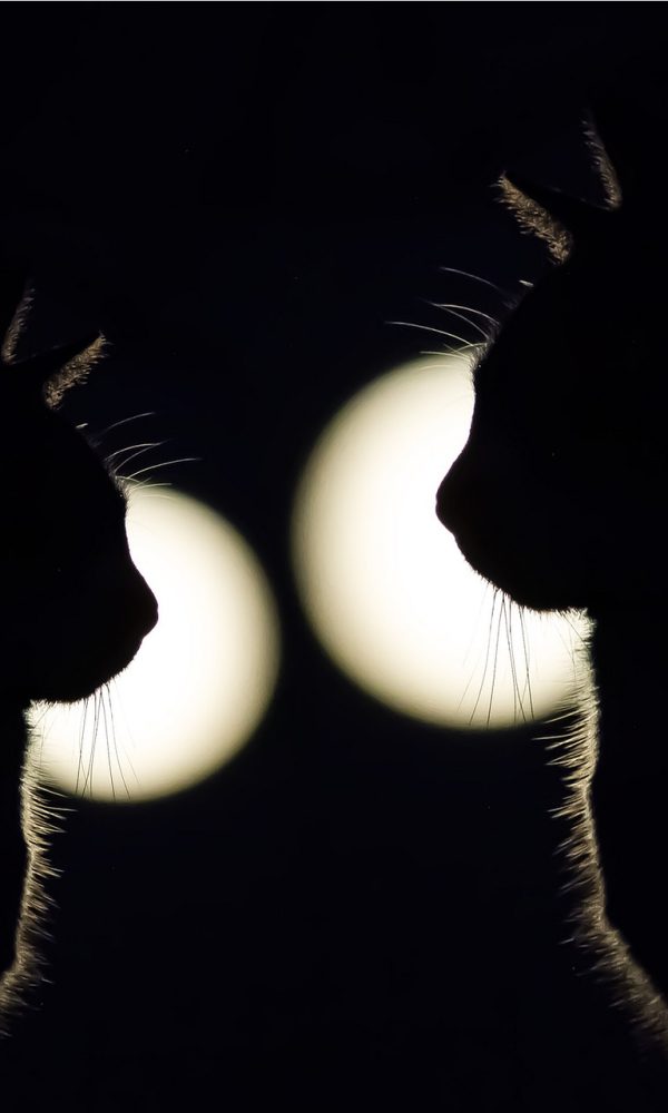 柚子猫 App 统计界面：一周阅读时长柱状图，钴蓝色细长柱子高低错落，底部标注着每一天