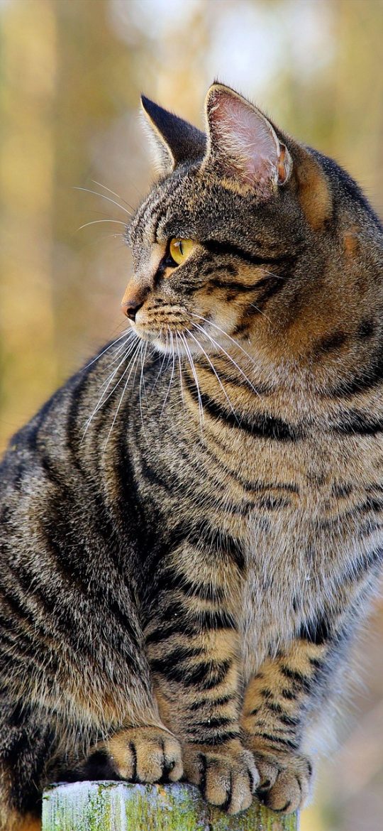 柚子猫 App 设置页截图：深色背景上排列着几组细线分隔的选项，包括主题、缓存与账号，文字颜色为浅灰